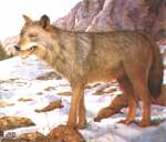 foto V�prodej! Ter� vlk